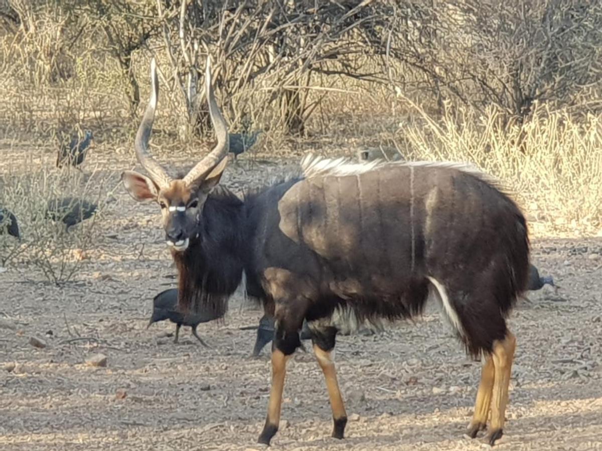 Hotel Kelora Bush Camp Hoedspruit Exteriér fotografie